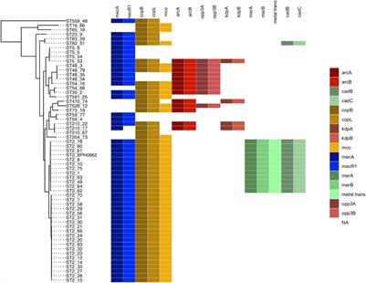 Frontiers Genomic Stability Of Composite Sccmec Acme And Comer Like